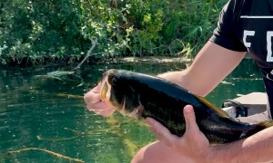Largemouth Bass Baiting Master Level