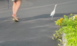 Going for a Walk With My Egret Friend