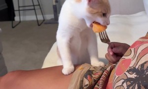 Kitten Tries Cantaloupe for the First Time