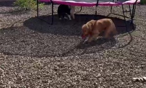 Dog Finds Refuge Atop Air Conditioner