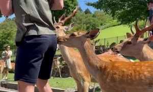 Nara Deer Nibbles At Man's Back Pocket