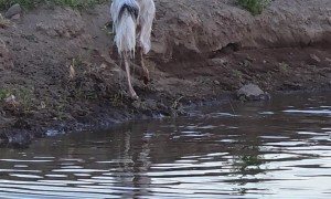 Emu Swims With Ducks