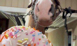 Golden Horse Given Sprinkled Doughnut