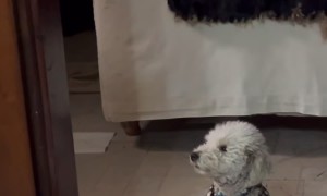Dog Takes Interest but Slowly Loses It
