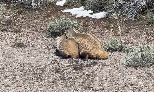 Grumpy Badger Cub Tries to Pick a Fight
