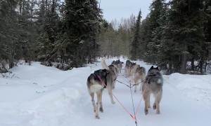 Lapland Husky Ride in -25°C Winter Wonderland