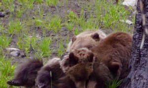Wild Grizzly Cub Antics While Mama Bear Tries to Snooze
