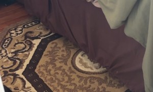Determined Wobbly Cat Climbs Bedsheets