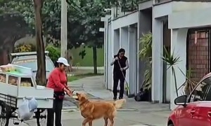 Golden Asks for Bread Every Morning
