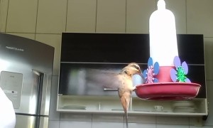 Woman Prepares Nectar for Her Hummingbird Friend