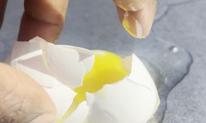 Can You Cook an Egg on Top of a Car?