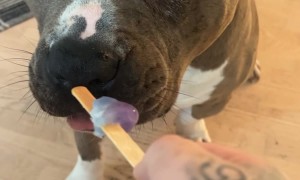 Bully Dog Enjoys a Popsicle