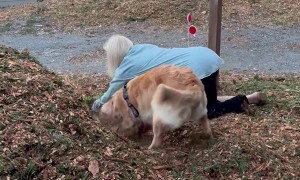 Dog Helps Grandma Garden