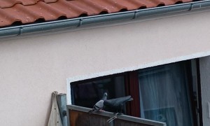 Pigeons React to Decoy Crows... or Don’t