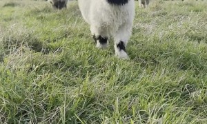 Fluffy and Happy Sheep in Yorkshire