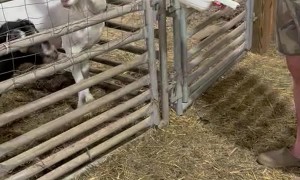 The Goat Escape Is No Longer a Mystery