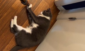 Mittens Will Never Let Me Just Vacuum