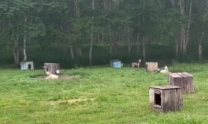 Dogs Predict Earthquake in Russia