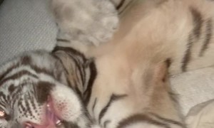 White Tiger in a Blanket