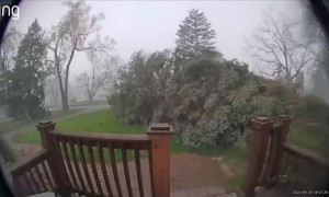Big Tree Falls in Rochester Hills Storm