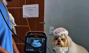 My Favorite Veterinary Assistant