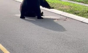 Bears Fighting in the Street