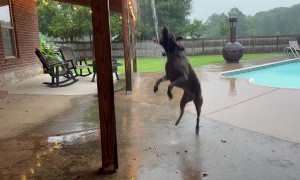 Dog Brakes Aren’t Working