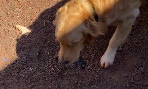 Golden Retriever Comes Home With a Gift