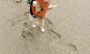 Tiny Dog With Big Personality Dances for Treat