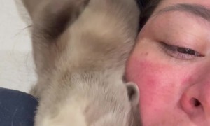 Cute Baby Otter Sounds