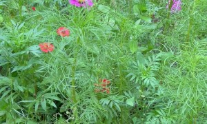 Baby Snake Sits on a Flower