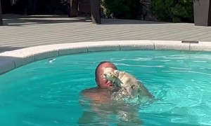 Little Dog Paddles While Held in Pool