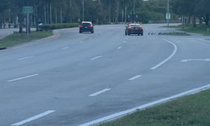 Ducks Being Traffic Cones