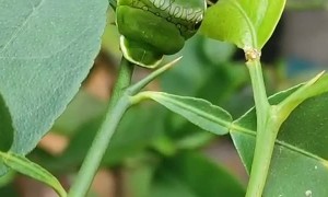 Caterpillar Camouflaged in a Plant