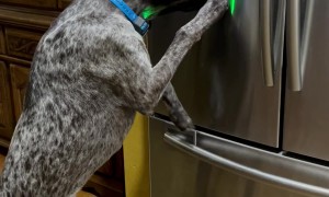 Dog Gets His Own Ice From the Fridge