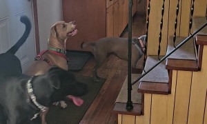 When Your Dogs Have Never Seen Stairs Before