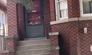 Squirrel Can't Deal With Chicago Heat