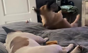 Sissy Goes Overboard the Bed