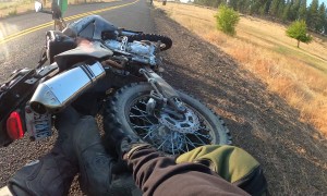 Motorcycle Driver Hits Cougar