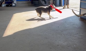 Pepper Hits a Home Run