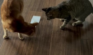 Orange Cat vs. Receipt