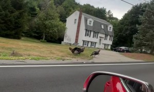 Fun Fact: Turkeys Enjoy Supercharger Noises