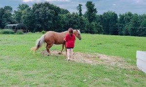 Horse Can’t Get Enough Scratchies
