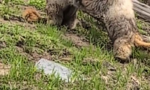 Wrestling Marmots on Mount Rainier