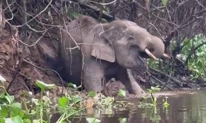 Crocodile Attacks a Pygmy Elephant