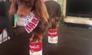 Dachshund Nicki Minaj Stiletto Challenge