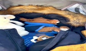 Puppy in a Stroller and Child on a Leash