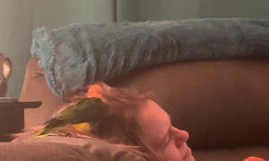 Yoshi the Parrot Hair Stylist Trying Her Best