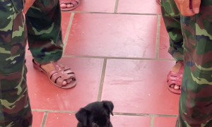 Soldier Puppy