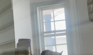 French Bulldog Caught Sneaking Out